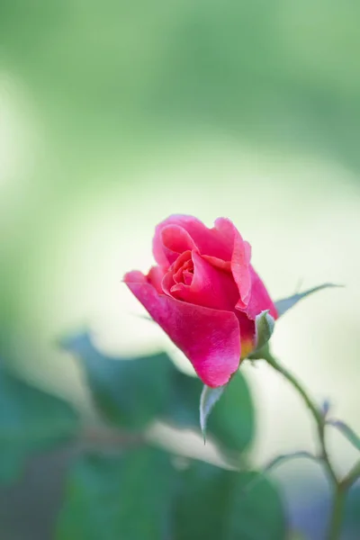 Shallow Focus Shot Cute Beautiful Pink Rose — Stock Photo, Image