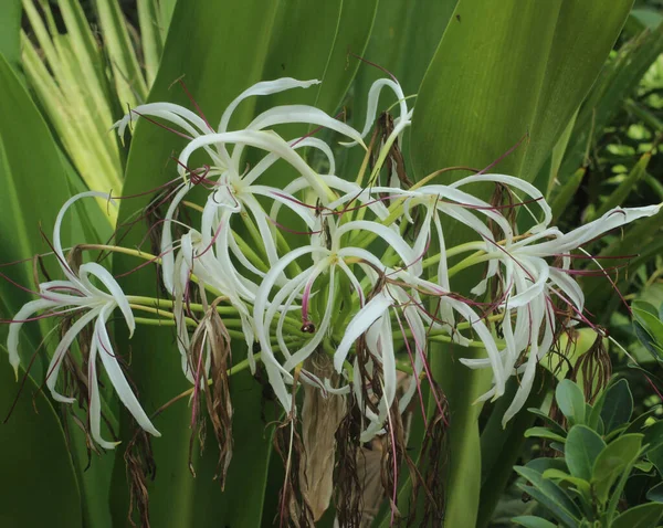 Közelkép Crinum Asiaticum — Stock Fotó