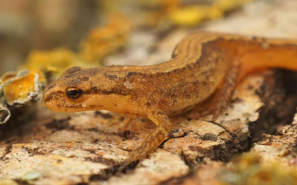 Primer Plano Tritón Suave Común Sub Adulto Lissotriton Vulgaris Pedazo —  Fotos de Stock