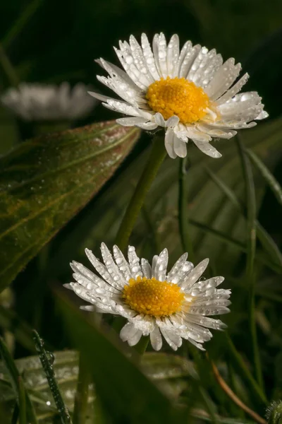 Closeup Shot Water Droplets Daisies Growing Field — Stock Photo, Image