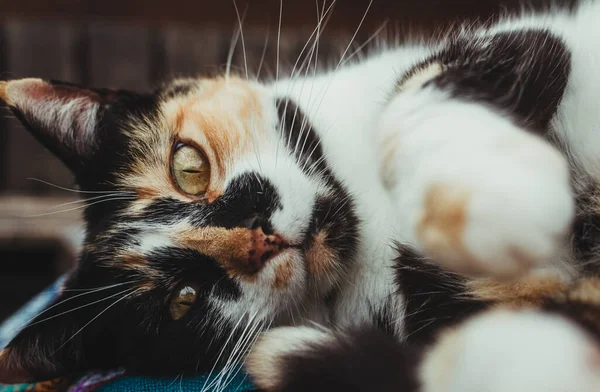 Una Toma Coseup Lindo Gato Con Hermosos Patrones Negros Blancos —  Fotos de Stock