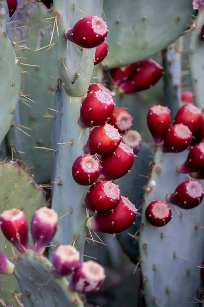 Piękne Ujęcie Pola Kaktusa — Zdjęcie stockowe