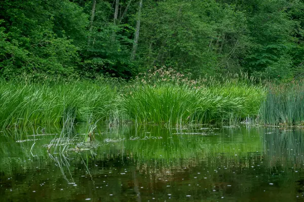 Piękne Jezioro Otoczone Zielonymi Drzewami Wiosną — Zdjęcie stockowe