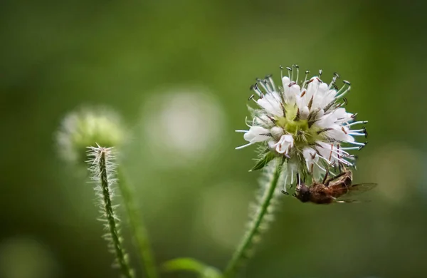 Крупный План Пчелы Собирающей Пыльцу Белого Цветка Тизеля — стоковое фото
