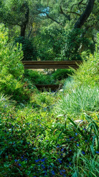 Tiro Vertical Uma Ponte Campo Coberto Vegetação Flores Silvestres Sob — Fotografia de Stock