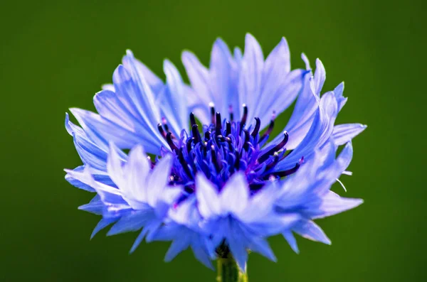 Blooming Cornflower Isolated Green Background — Stock Photo, Image