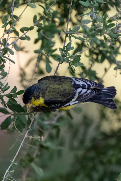 Nahaufnahme Eines Vogels Auf Ästen Eines Baumes — Stockfoto