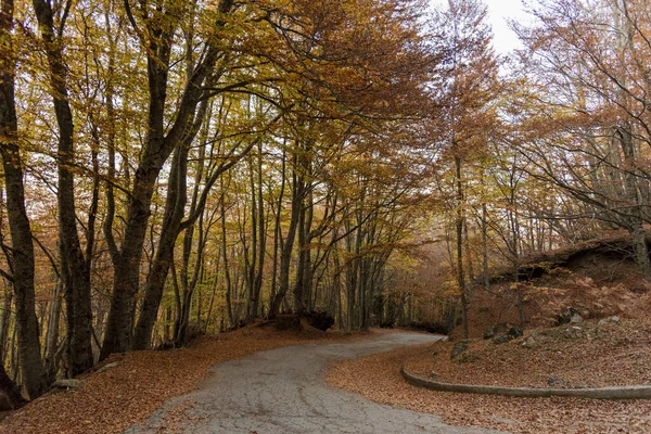 Uma Estrada Curva Uma Floresta Queda Colorida — Fotografia de Stock