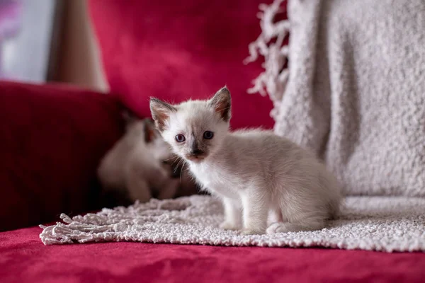 Gatinhos Siameses Bonitos Com Olhos Azuis Sofá — Fotografia de Stock