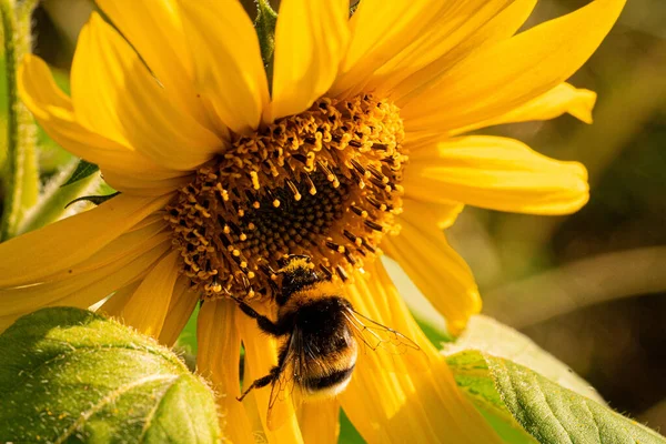 Een Close Shot Van Zonnebloemen — Stockfoto