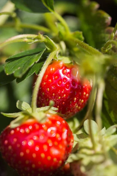 Een Verticaal Schot Aardbeien Onder — Stockfoto