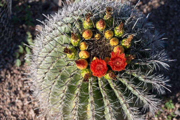 Beautiful Shot Cactus Field — Stock Photo, Image