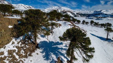 Aerial view of araucarias with snow with the Copahue volcano on the background clipart