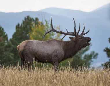 Bull rocky mountain elk lets out a bugle to show dominance to other bulls clipart