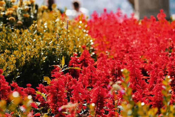 Ein Schöner Schuss Roter Blumen Einem Botanischen Garten — Stockfoto