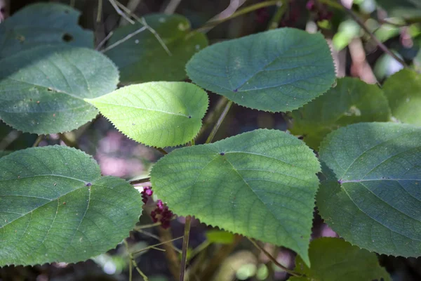 Stinging Tree Growing Kuranda Tropical North Queensland Australia Tree Also — Stock Photo, Image