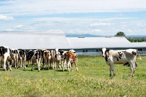 農地の牛の群れ — ストック写真