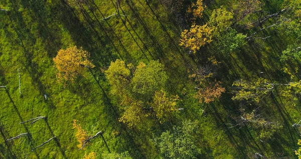 Φθινόπωρο Δάσος Χρώμα Εναέρια Πάνω Προς Κάτω Κηφήνας Πυροβόλησε Αυξάνεται — Φωτογραφία Αρχείου