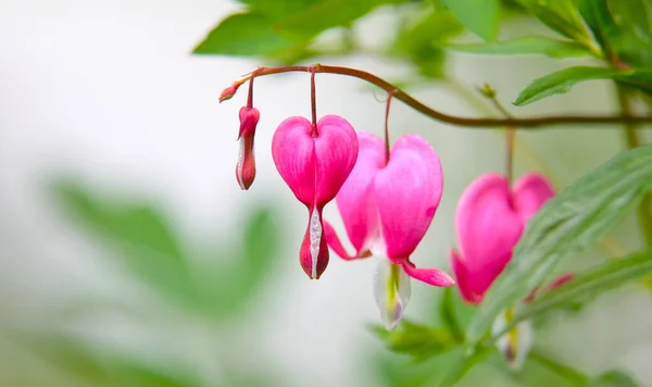 A soft focus of pink bleeding heart flowers blooming at a garden in springtime