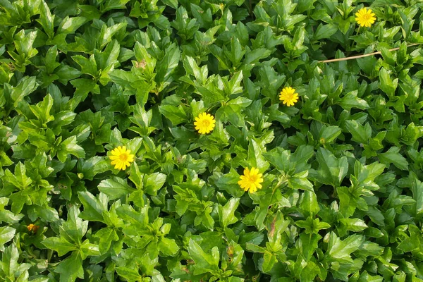 Levendige Gele Wedelia Trilobata Bloemen Groeien Tuin Midden Van Dichte — Stockfoto