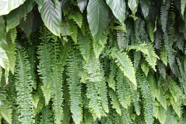 Ένα Κοντινό Πλάνο Φρέσκα Πράσινα Φύλλα — Φωτογραφία Αρχείου