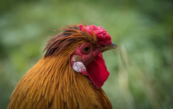 ぼやけた背景に赤い雄鶏の肖像画 — ストック写真