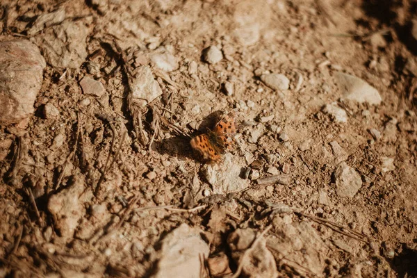 Polygonia Album Comma Ground — стокове фото