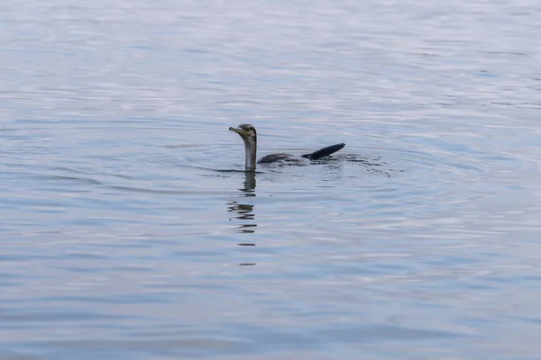 Corvo Marinho Está Nadando Água — Fotografia de Stock