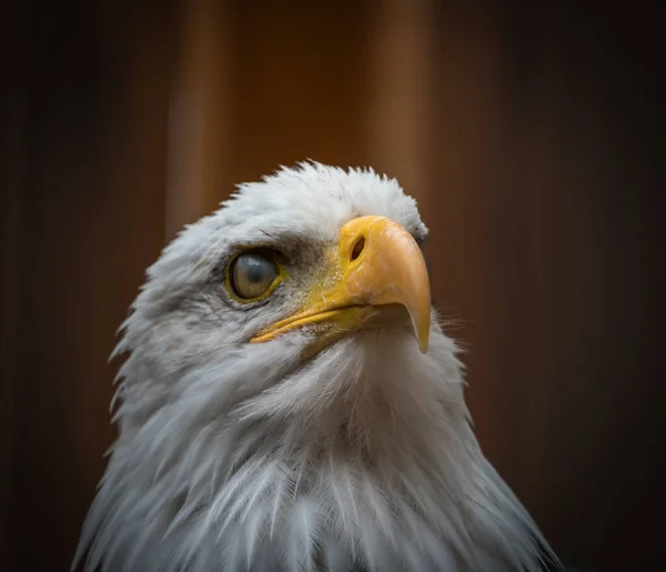 Closeup Bald Eagle Portrait Haliaeetus Leucocephalus — Stock Photo, Image