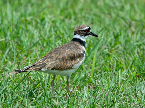 View Tiny White Black Brown Bird Standing Grass Park — Stock Photo, Image