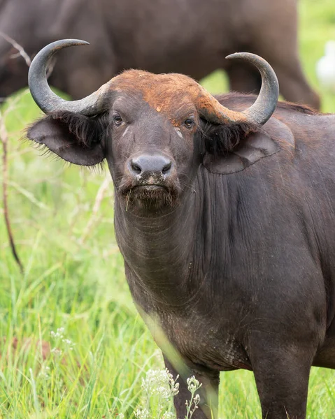乌干达国家公园里一头美丽的非洲水牛的垂直特写 — 图库照片