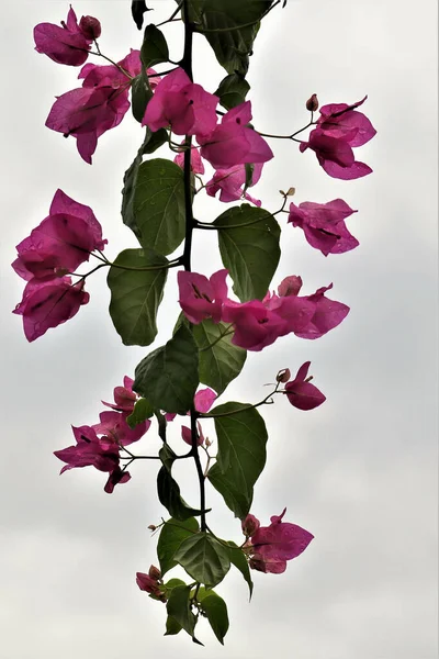 Fechamento Vertical Bougainvillea — Fotografia de Stock