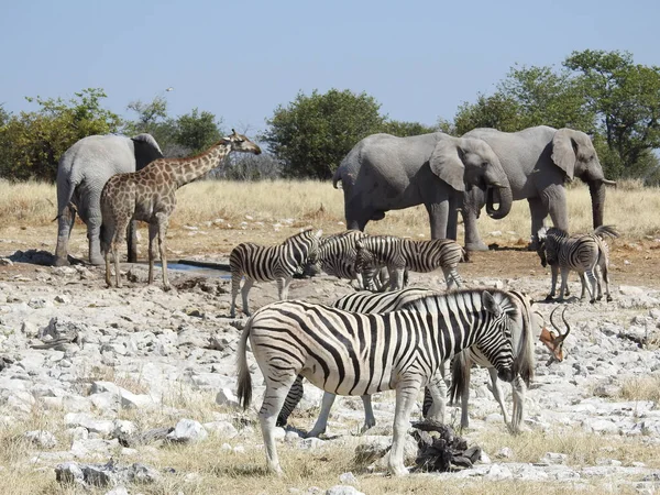 Close Zebras Elefantes Campo Dia Quente — Fotografia de Stock