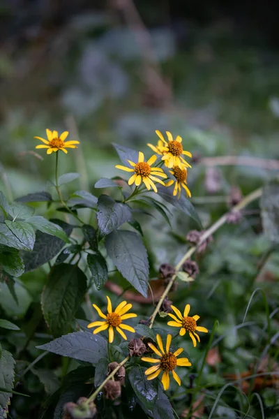 Een Close Shot Van Een Aantal Kleine Zonnebloemen Bloeiend Een — Stockfoto