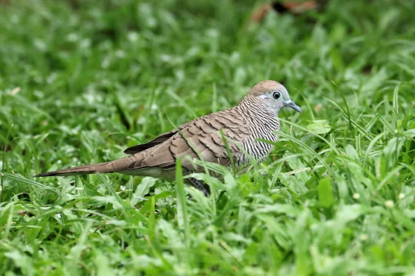 Närbild Zebra Duvan Geopelia Striata — Stockfoto