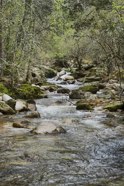 Eine Vertikale Aufnahme Eines Wasserfalls Der Tagsüber Von Einem Wald — Stockfoto