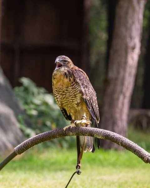 Vertical Closeup Brown Buzzard — Stock Photo, Image