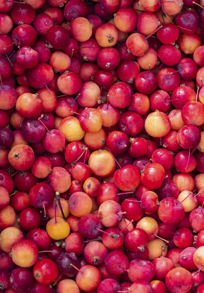 Duża Góra Dojrzałych Czerwonych Żółtych Jabłek Gotowych Sprzedaży Jesiennych Targach — Zdjęcie stockowe