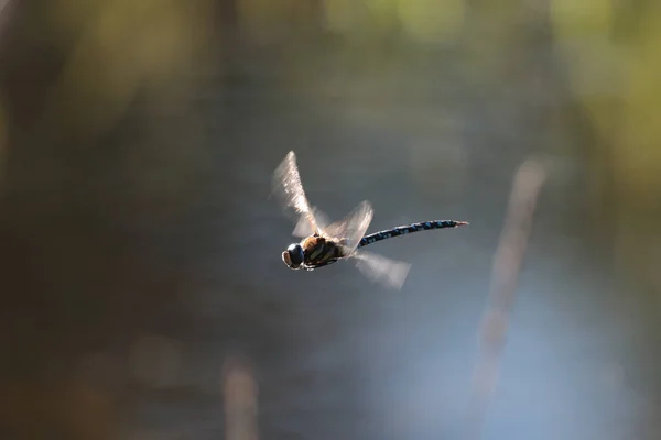 Tiro Perto Uma Libélula Voadora Fundo Embaçado — Fotografia de Stock