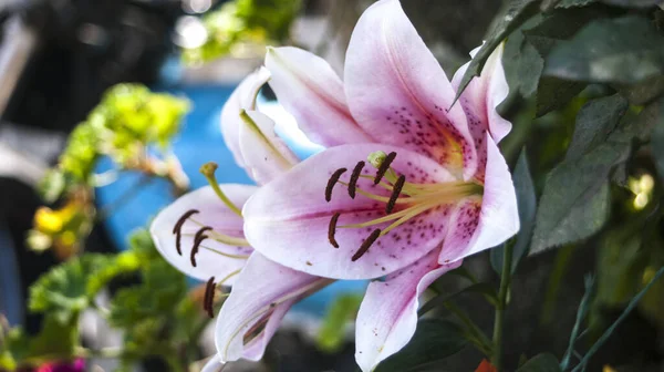 Bel Colpo Gigli Giardino — Foto Stock