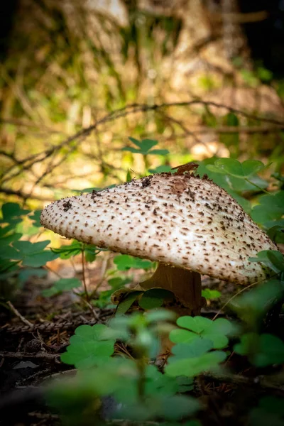 Jag Hittade Otrolig Mystisk Svamp Den Tyska Skogen — Stockfoto