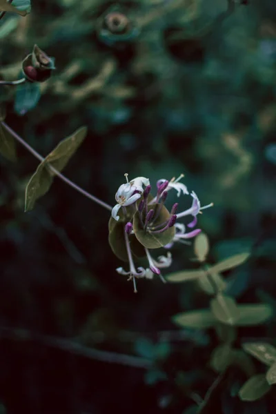 Μια Κάθετη Φωτογραφία Ιταλικών Ξυλωδών Λουλουδιών Που Ανθίζουν Έναν Κήπο — Φωτογραφία Αρχείου