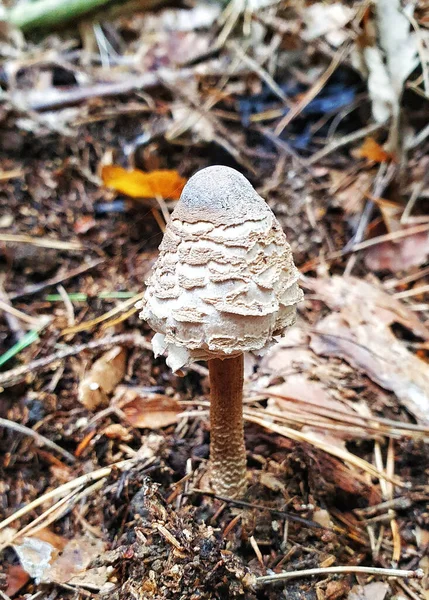 森林中一株蘑菇的垂直拍 — 图库照片