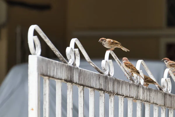 Eine Großaufnahme Der Spatzen Auf Dem Metallzaun — Stockfoto