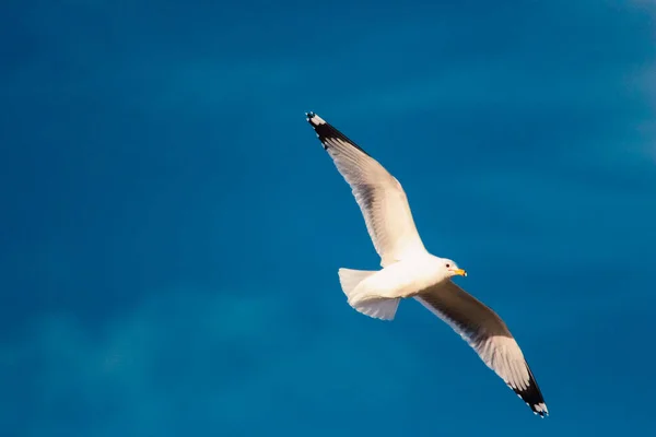 Une Mouette Volante Isolée Sur Ciel Bleu Clair — Photo