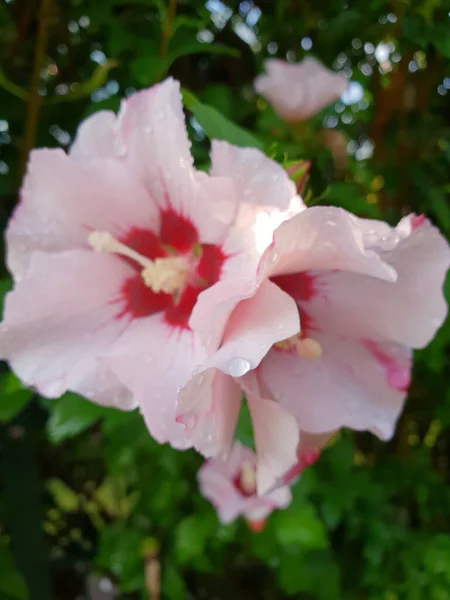 Close Seletivo Flor Hibisco Rosa Com Gotas Água Jardim — Fotografia de Stock