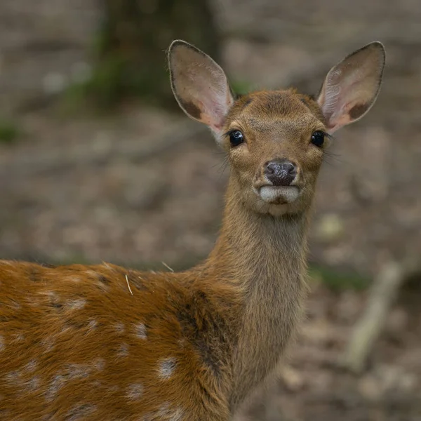 Gros Plan Jeune Cerf Dans Forêt — Photo