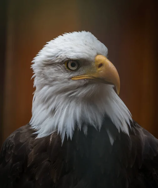 Retrato Águila Calva Backgro Marrón — Foto de Stock