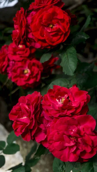 Krásný Záběr Rudých Růží Zahradě — Stock fotografie