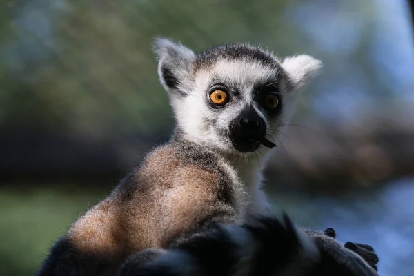 Ett Grunt Fokus Ringsvansad Lemur Med Suddig Bakgrund — Stockfoto